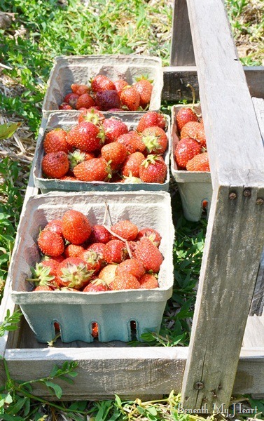 strawberry 096