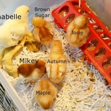 chicks-020_thumb.jpg