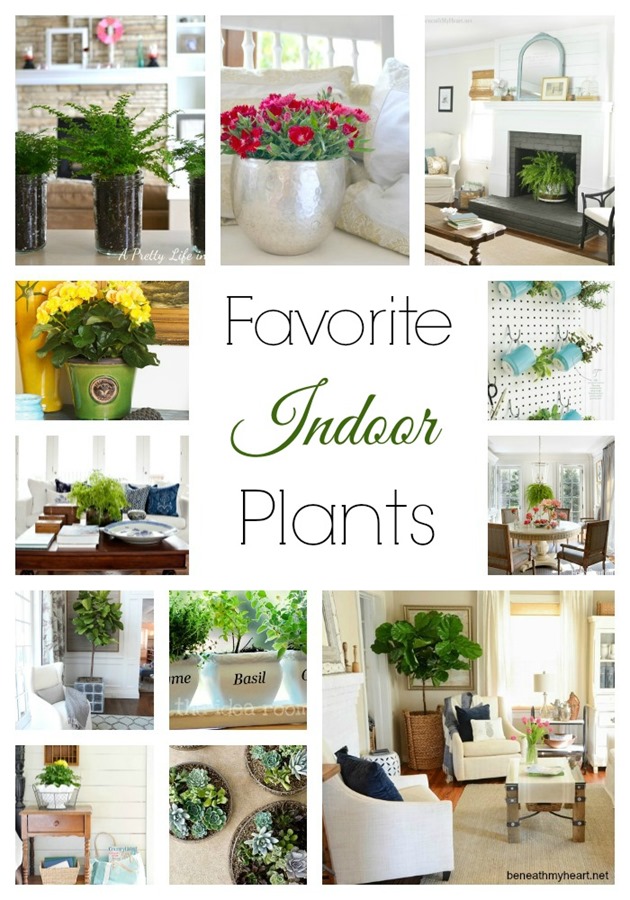favorite indoor plants