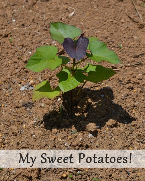 Fertilizing my Garden with Pennington! {And a $50 Home Depot Gift Card Giveaway!}