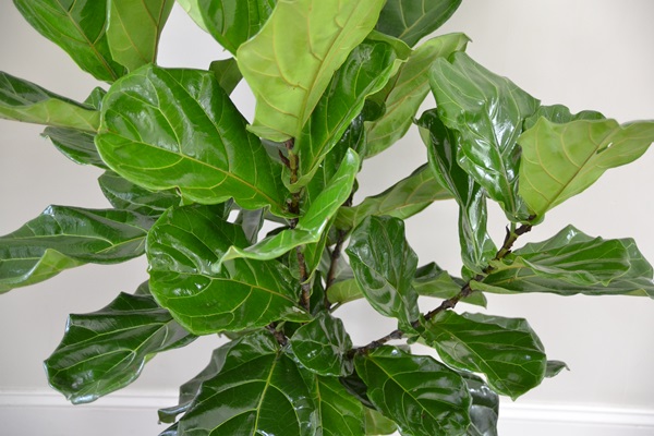 How to Make Your House Plants SHINE!
