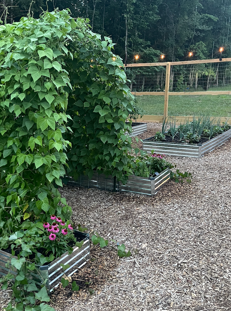 Garden Update! {Lots of Green and Pretty Lights}